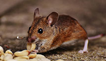 24 Hour & Emergency Exterminators in W Linn, OR